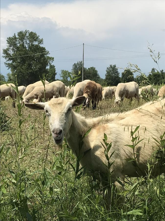 Agriturismo Corte Salandini Ponti sul Mincio Bagian luar foto